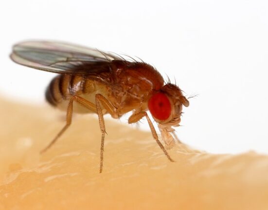 Lalat buah spesies Drosophila melanogaster